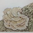 Zwam Lijnets, suikerets+aquatint 15x20 druk 5/8